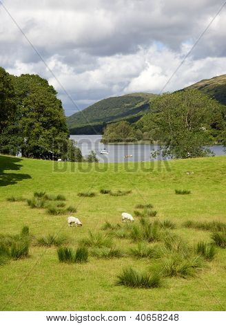 น้ำ Coniston