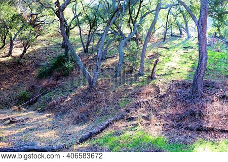 Oak Trees Surrounding A Dry Creekbed At A Riparian Woodland Taken In The Rural Puente Hills, Ca