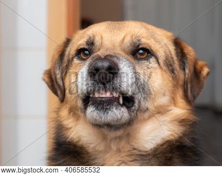 Angry Dog Showing Fangs, Dog Portrait In Profile