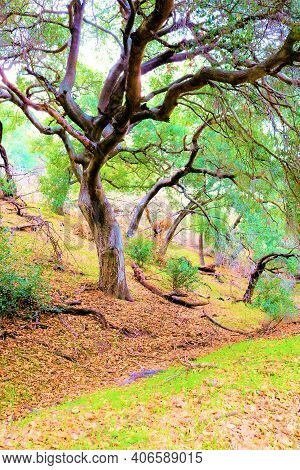 Oak Trees Besides A Dry Creekbed Taken At A Riparian Woodland In The Rural Puente Hills, Ca