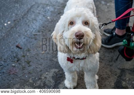 White Labradoodle Dog Looking At The Camera On A Walk