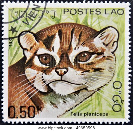 LAOS - CIRCA 1981: Un sello impreso en espectáculos de Laos un Felis planiceps circa 1981
