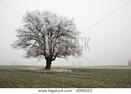 Frozen Tree
