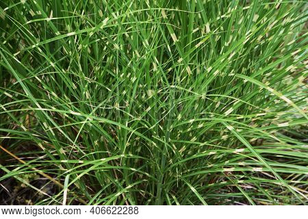 Zebra Grass Is A Poaceae Perennial And Is An Ornamental Pampas Grass.