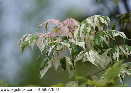 Boxelder Maple (acer Negundo) Is An Aceraceae Deciduous Tree Native To North America That Is Used Fo
