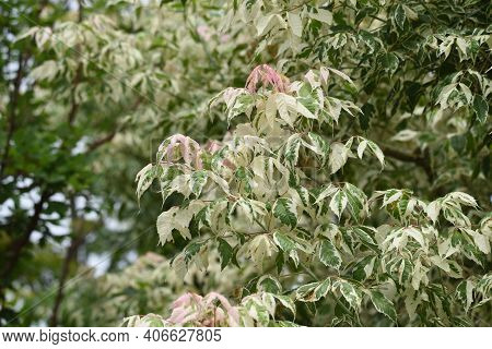 Boxelder Maple (acer Negundo) Is An Aceraceae Deciduous Tree Native To North America That Is Used Fo