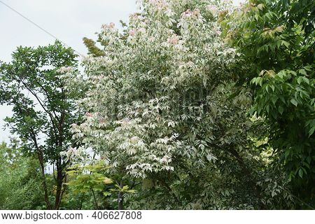 Boxelder Maple (acer Negundo) Is An Aceraceae Deciduous Tree Native To North America That Is Used Fo
