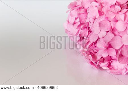 Pink Hydrangea Flowers On White Reflcetive Background. Photo With Copy Blank Space.
