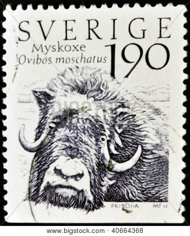 Svezia - CIRCA 1984: Un francobollo stampato in spettacoli Svezia bue muschiato ovibos moschatus circa 1984