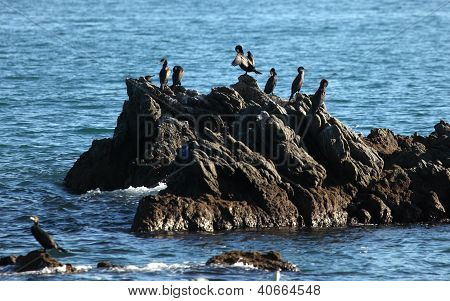Cormorans siedzi na skale
