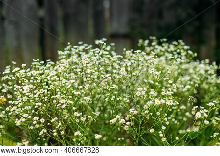 Erigeron Strigosus. Flowering Plant In The Daisy Family Known By The Common Names Prairie Fleabane, 