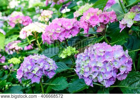 Magenta Pink Hydrangea Macrophylla Or Hortensia Shrub In Full Bloom In A Flower Pot, With Fresh Gree