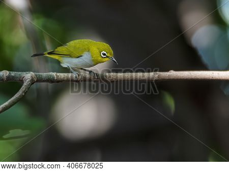 Swinhoe's White-eye Perching On Tree Branch , Thailand