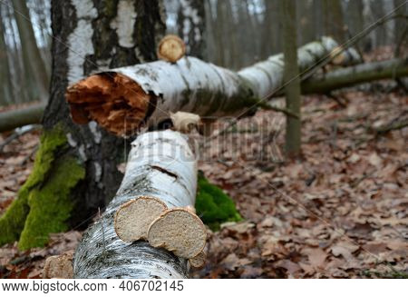 Dead Man Covered With A Tree. The Tree Turned Upside Down And Injured Itself, Falling While Walking 