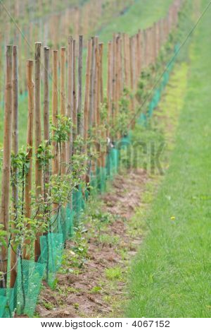 Vignes