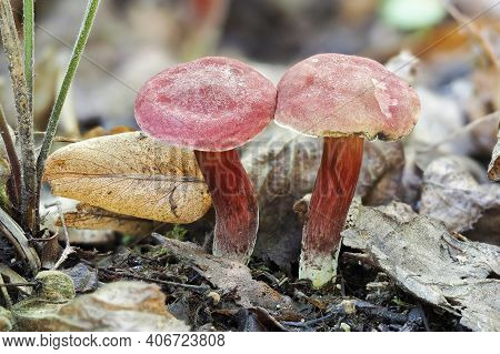 The Ruby Bolete (hortiboletus Rubellus) Is An Edible Mushroom , An Intresting Photo