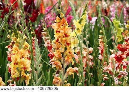Various Flowers Gladioluses On Forward And Back Plans. Motley Collection Of Bulbous Plants.