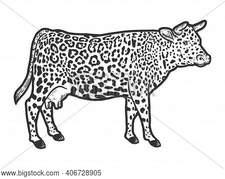 Hybrid Cow, Leopard Fur Color. Engraving Vector Illustration. Sketch.