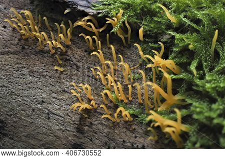 The Small Stagshorn (colocybe Cornea) Is A Mushroom On Hardwood , An Intresting Photo