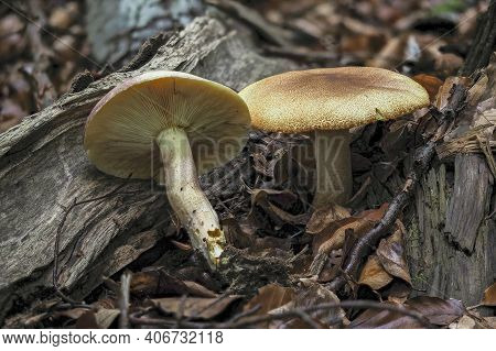 Tricholomopsis Rutilans, Known By The Unusual But Apt Common Name Of Plums And Custard Or, Less Comm