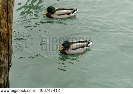 Wild Duck Of Lake Garda In Winter. Low Temperatures Make Them Slow And Quieter.