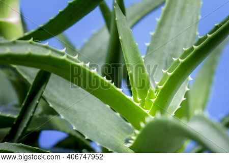 Aloe Arborescens Is A Succulent Plant From The Aloeaceae Family Used Both As An Ornamental Plant In 