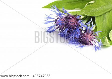 Blue Flowers With Green Leaves On A White Background, Copy Space.