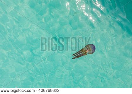 Rhizostoma Pulmo, Commonly Known As Barrel Jellyfish, Dustbin-lid Jellyfish Or Frilly-mouthed Jellyf