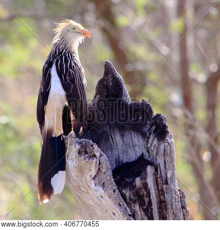 Guira Cuckoo (guira Guira) Perched On A Dead Tree Trunk
