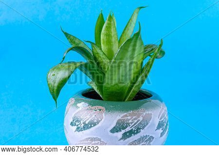 In A Beautiful Flower Pot There Is An Evergreen Unpretentious Plant Sansevieria, A Kind Of Hanni, On