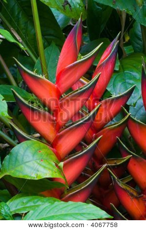 Heliconia Blumen