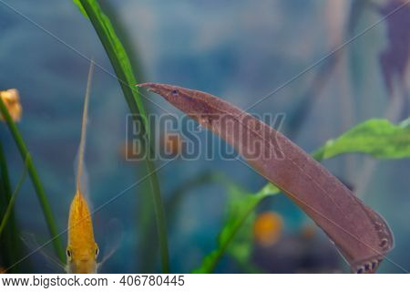 Macrognathus Is A Genus Of Eel-like Fish From The Family Mastacembelidae.