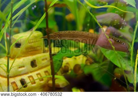 Macrognathus Is A Genus Of Eel-like Fish From The Family Mastacembelidae.