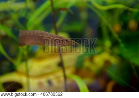 Macrognathus Is A Genus Of Eel-like Fish From The Family Mastacembelidae.