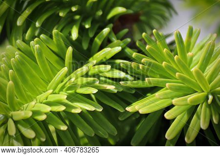 Closeup Of The Needles On A Dwarf Balsam Fir