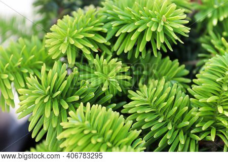 Closeup Of The Needles On A Dwarf Balsam Fir