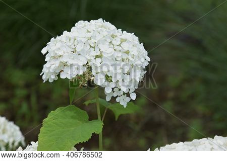 Annabelle Hydrangea (smooth Hydrangea) Is A Hydrangeaceae Deciduous Shrub That Is Native To The Unit