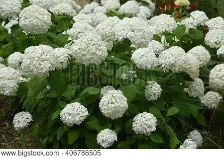 Annabelle Hydrangea (smooth Hydrangea) Is A Hydrangeaceae Deciduous Shrub That Is Native To The Unit