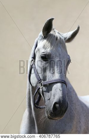 Face Of A Purebred Gray Horse. Portrait Of Beautiful Gray Mare. A Head Shot Of A Single Horse. Grey 
