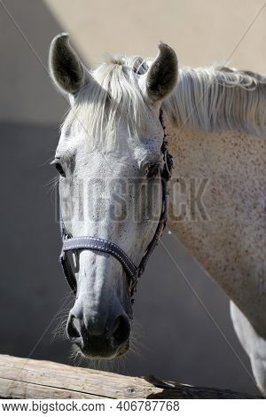 Face Of A Purebred Gray Horse. Portrait Of Beautiful Gray Mare. A Head Shot Of A Single Horse. Grey 