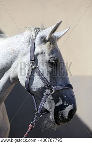 Face Of A Purebred Gray Horse. Portrait Of Beautiful Gray Mare. A Head Shot Of A Single Horse. Grey 