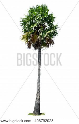 Sugar Palm Tree,  Sugar Palm Trees Or Toddy Palm Isolated On White Background.