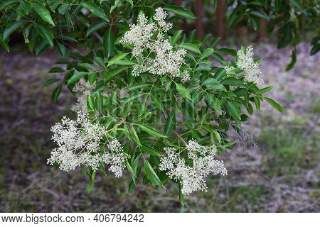 Fraxinus Griffithii Is An Oleaceae Evergreen Tree That Produces Many Small White Flowers From May To
