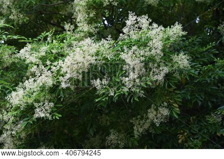 Fraxinus Griffithii Is An Oleaceae Evergreen Tree That Produces Many Small White Flowers From May To