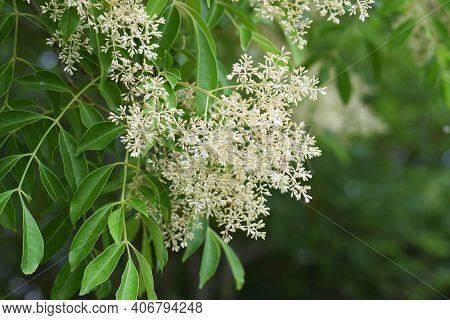 Fraxinus Griffithii Is An Oleaceae Evergreen Tree That Produces Many Small White Flowers From May To