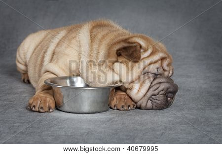 Sharpei Welpen schlafen