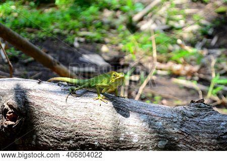 Chameleon Or Bunglon Surai Is A Species Of Tree Lizard From The Agamidae Family That Is Widespread I