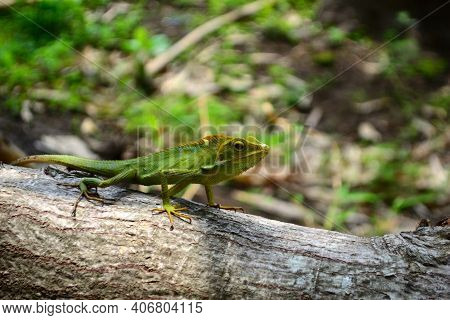 Chameleon Or Bunglon Surai Is A Species Of Tree Lizard From The Agamidae Family That Is Widespread I