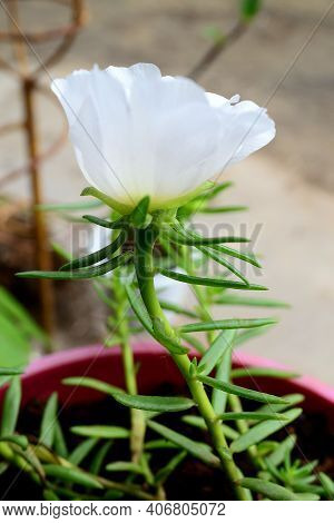 Rose Moss Is An Ornamental Plant Belonging To The Portulacaceae Family