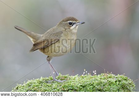Oval Shape Of Lovely Brown Bird With Puffy Feathers And Wagging Tail Stepping On Fresh Green Moss In